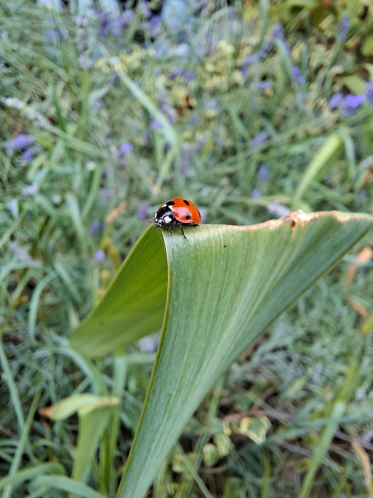 A Red ladybird with black spots on the edge of a folded green leaf 