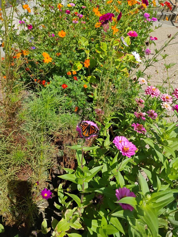 A butterfly continental breakfasts on a vast array of wildflowers. Pinks and oranges dominate the flowers with some reds and purples dotting the background. This once was a rocky area and now it is free