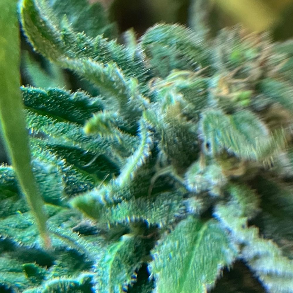blurry cannabis bud with white trichomes