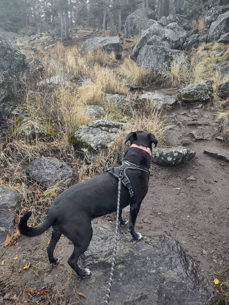 Black pittie on a walk on a rocky path