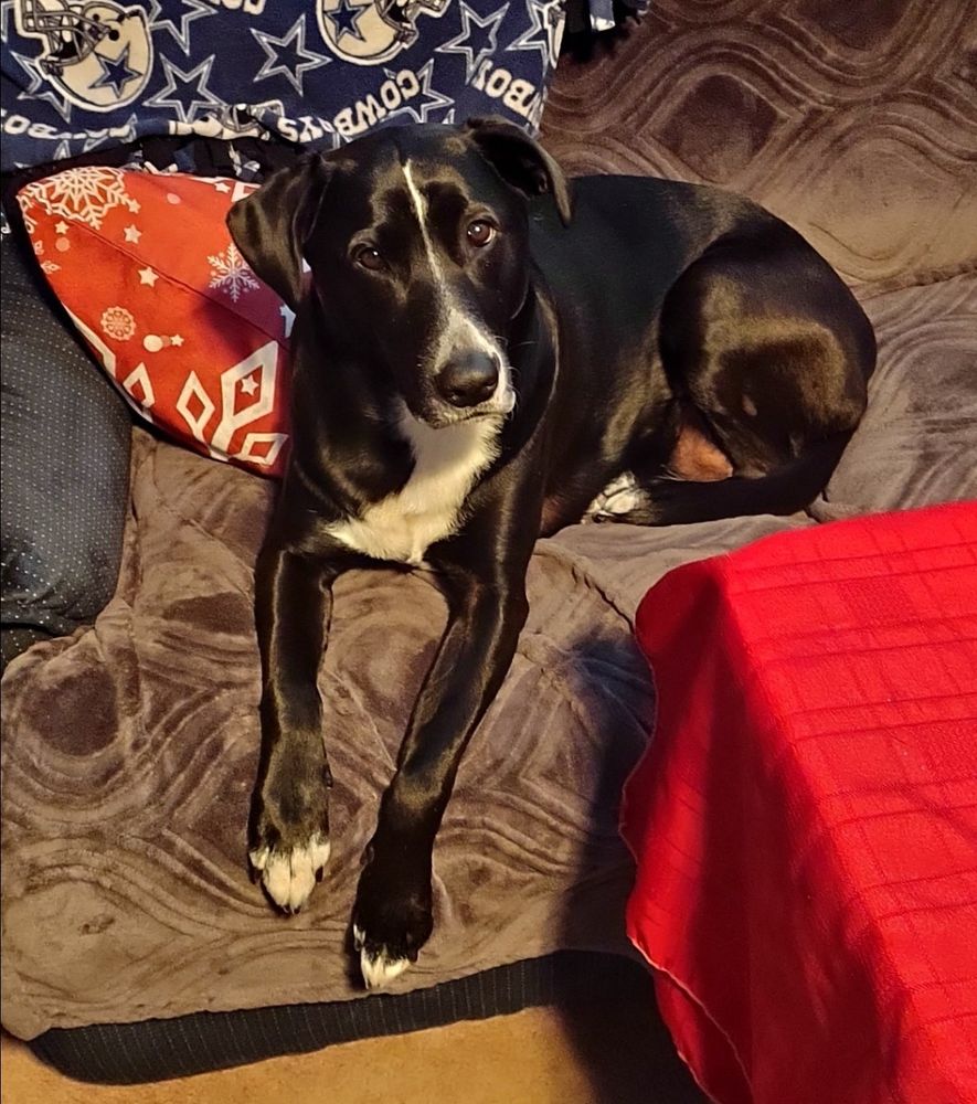 Black and white pitbull named Loki laying on the couch while looking at the camera.