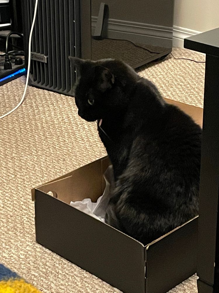 Pictured: black cat sitting happily in a black shoe box. 
