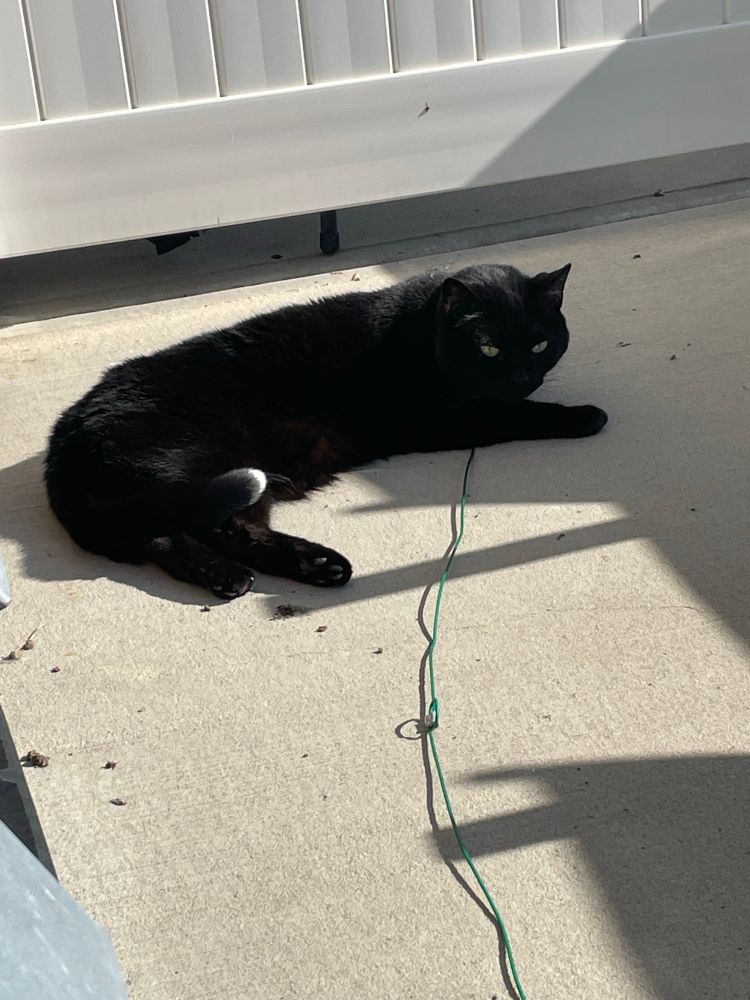 Black cat with white tail tip lounging in the sun. 