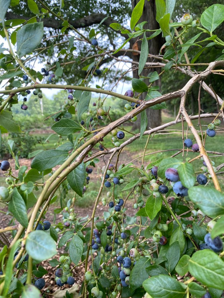Blueberries on a bush