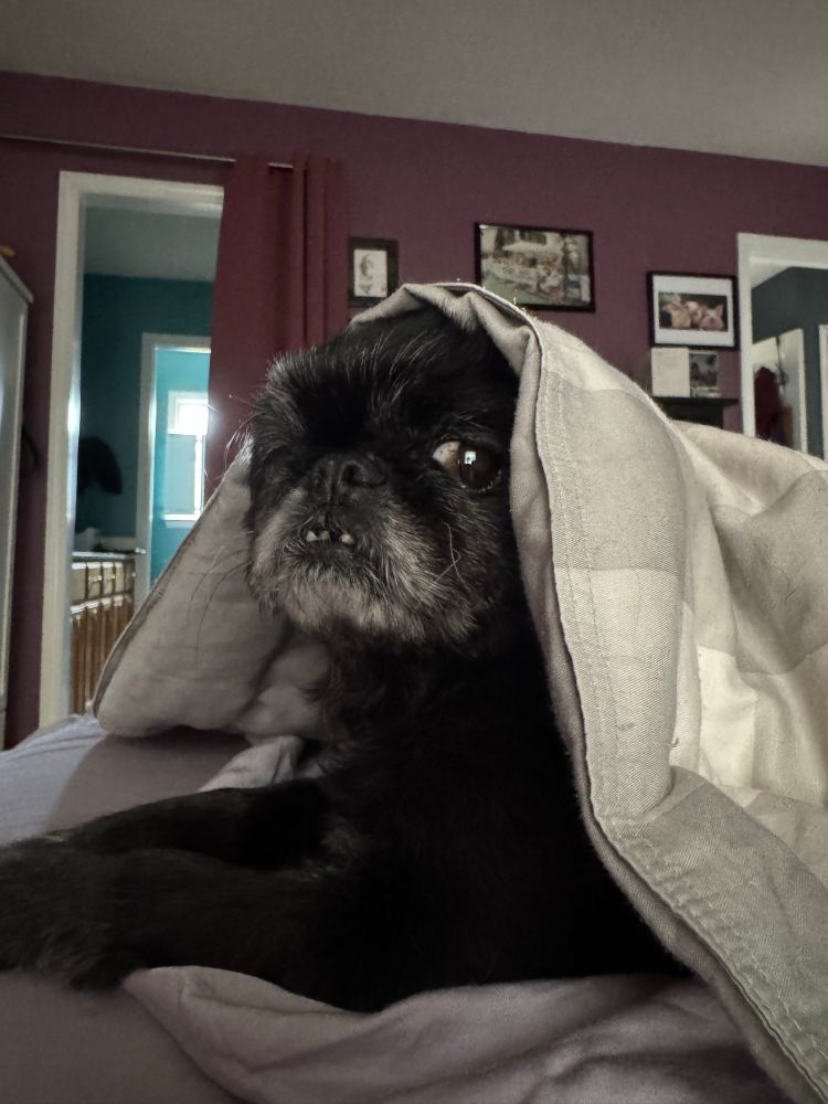 Black Japanese chin pup giving side eye peeping out from under a blanket. 