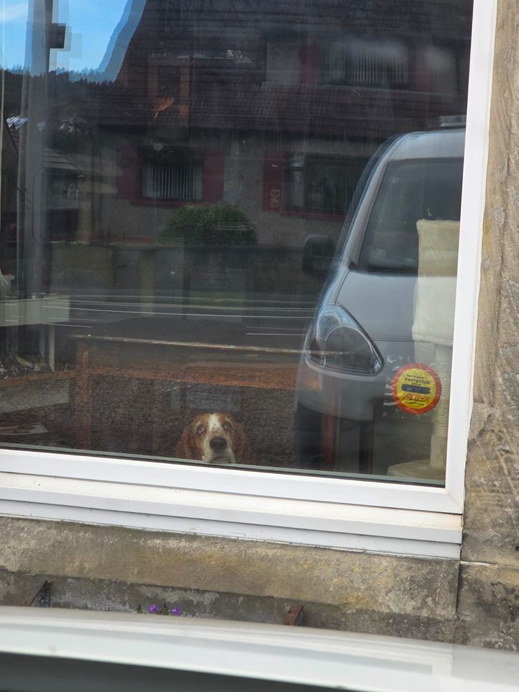 doleful basset hound peering through a window.