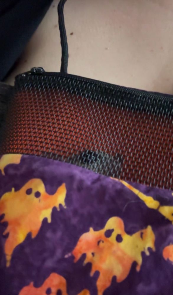 Nori poking his head up to look out the mesh part of the bonding pouch. 