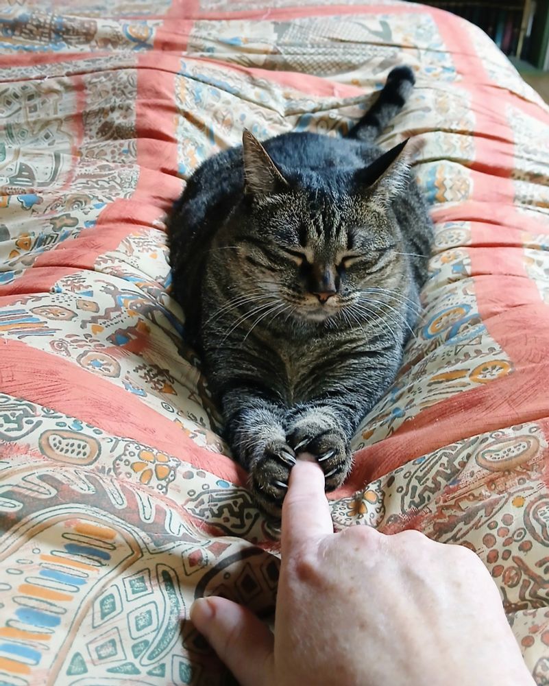 A sleeping tabby cat holding a woman's forefinger between her paws