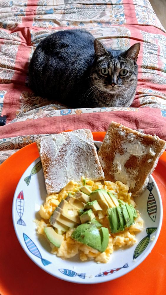 A cat looking mournfully from behind a dish of scrambled eggs, avocado, and toast