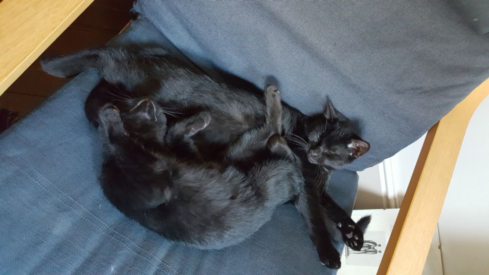 Two black kittens entangled as they sleep on a blue chair.