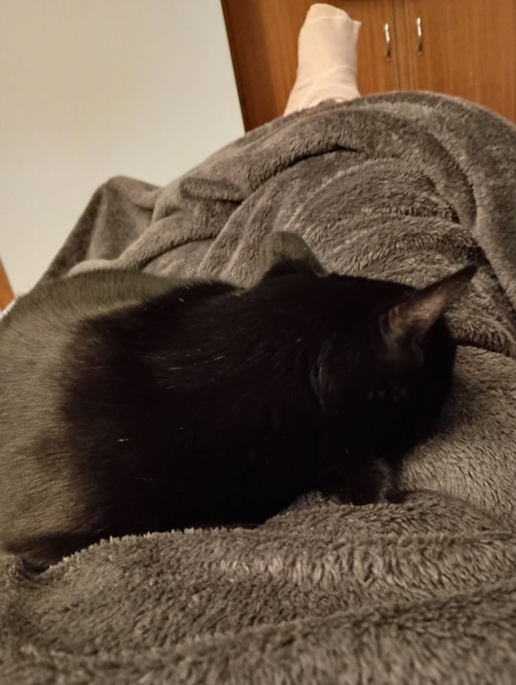 Black cat curled up on lap blanket, broken foot in background 