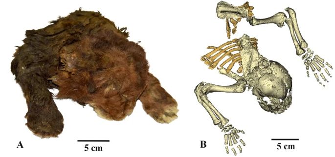 Jeune Homotherium latidens de trois semaines momifiés à gauche
Reconstruction 3D du squelette du juvénile à droite