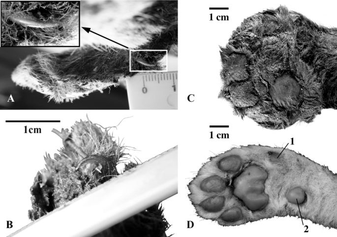 Patte d'Homotherium latidens en haut
Patte de jeune lionceau en bas
Les deux individus sont âgés de trois semaines