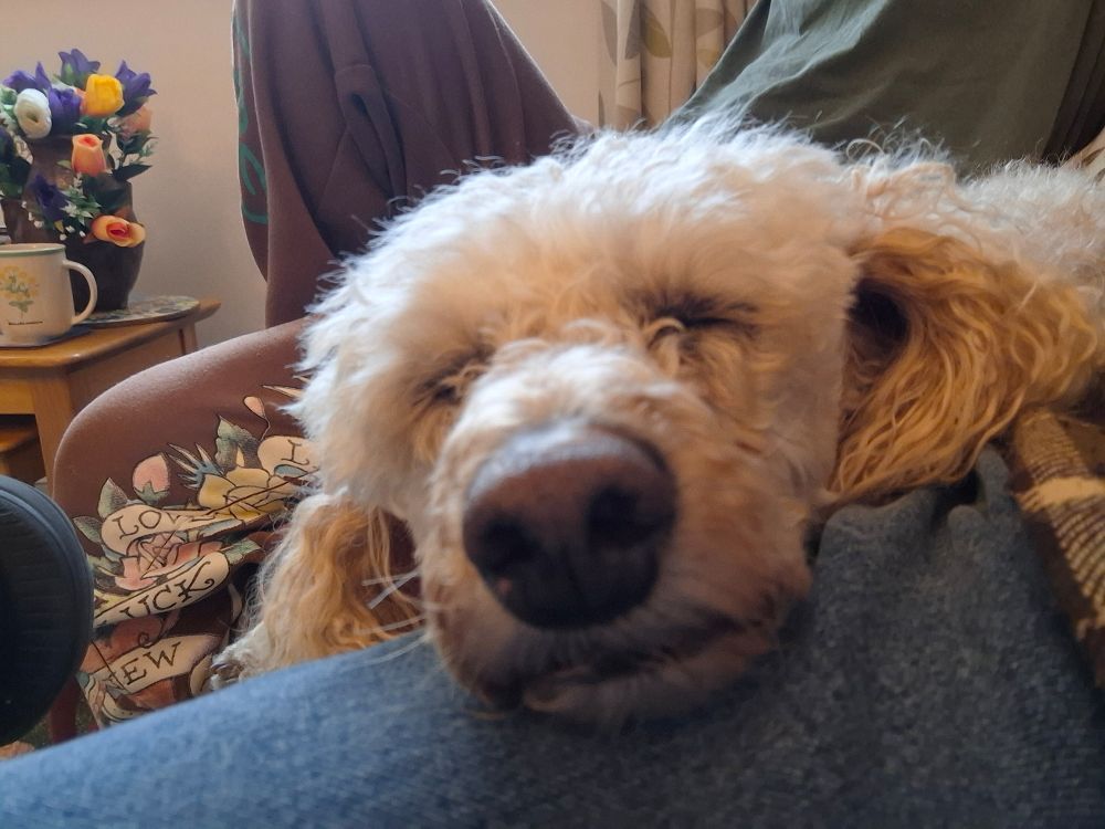 The head of a sleepy apricot poodle rests on a jean clad leg. The dark nose of the dog points towards the camera.
