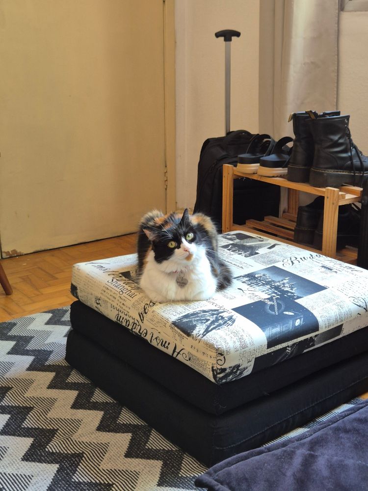gato tricolor deitado em posição de pão de forma em cima de um pufe preto e branco