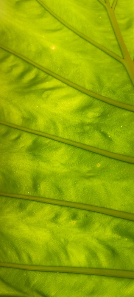 A closeup of an elephant ear plant leaf in the sun. I love how it looks painted by brush strokes. If you zoom in you can see the 