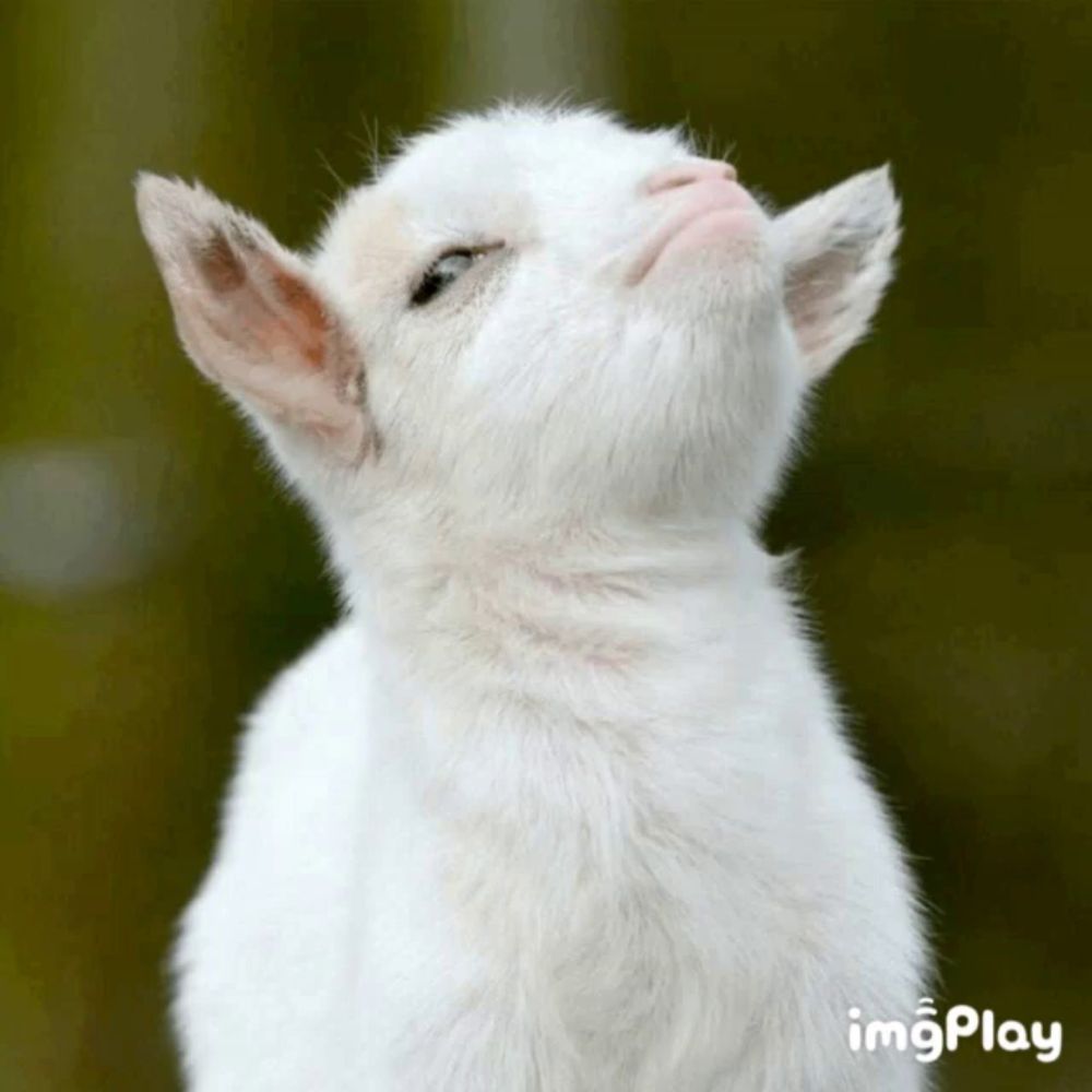 a baby goat looks up at the sky with a green background and the words imgplay below it