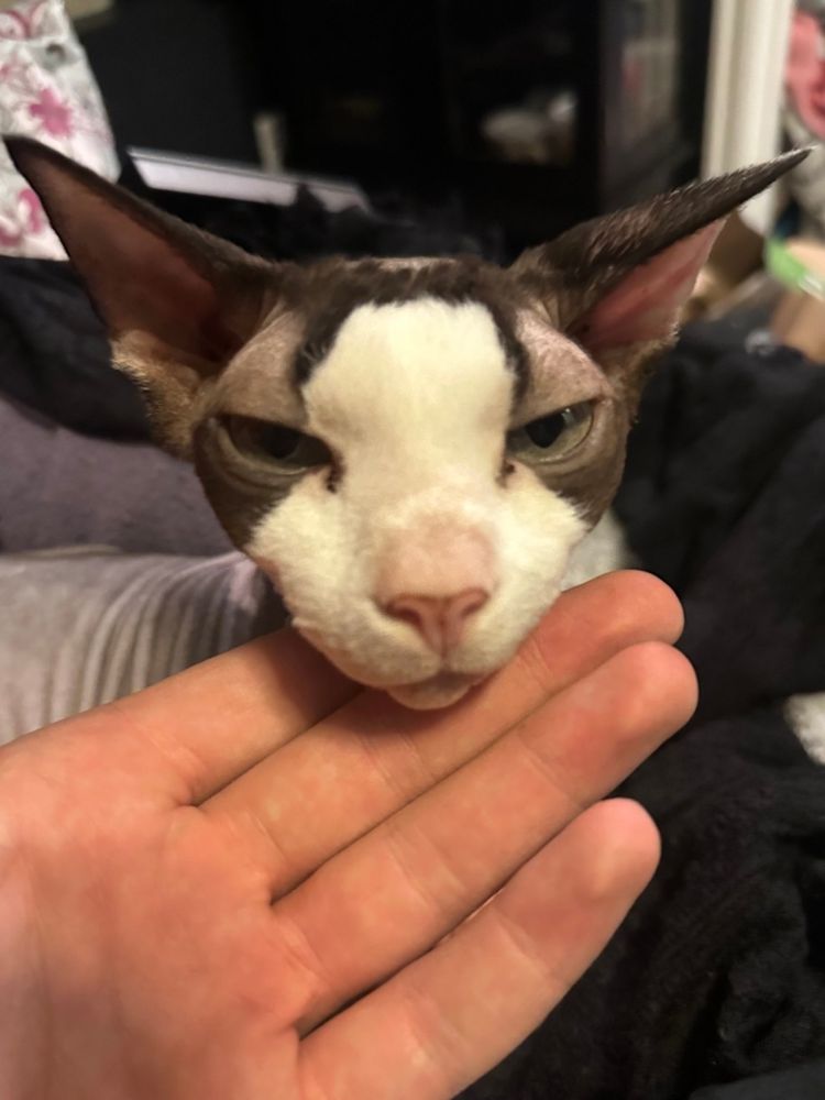 Copied from Ranboo's tweet