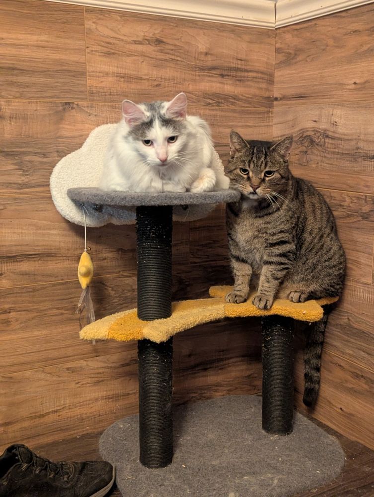 A white and grey cat and a tabby cat sitting on a two layer cat tree glaring at the camera 