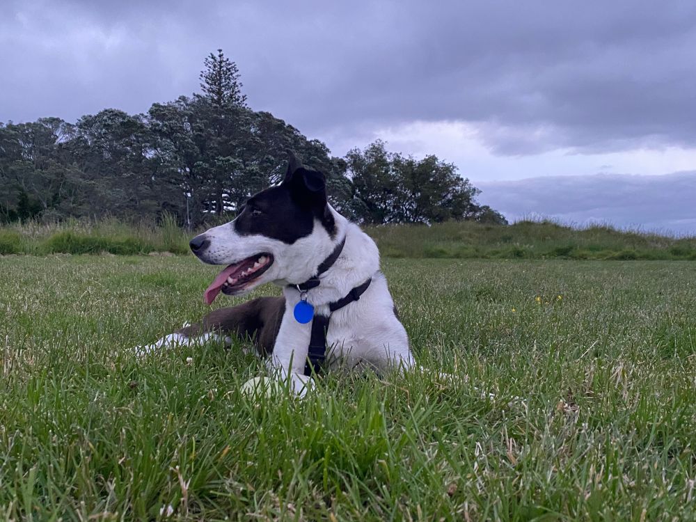 Toto, a black and white dog, smiles and pants as she sprawls in the grass. Behind her, trees and a grey sky.
