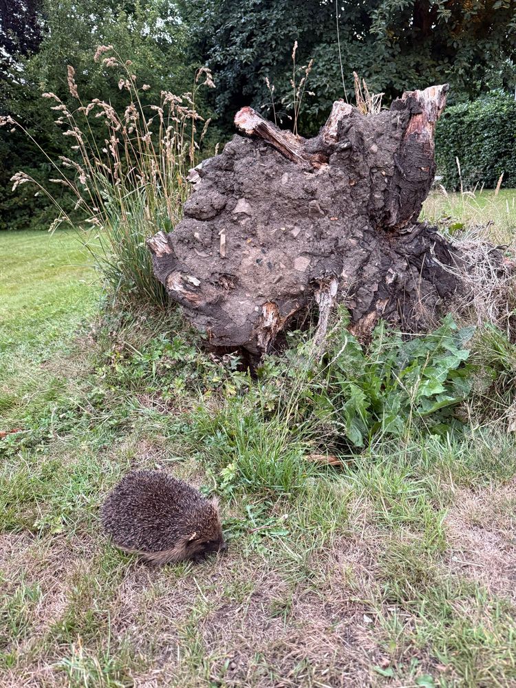 A little hedgehog. They are vibing next to the tree trunk. I wonder if they’ve found food there!