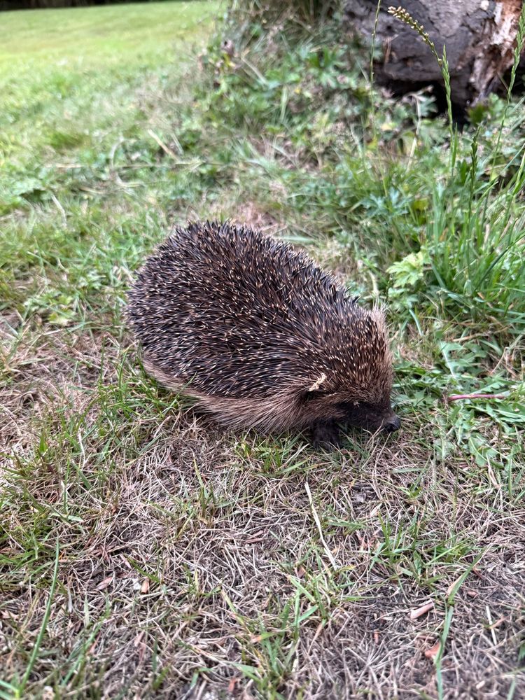 A little hedgehog. They are vibing