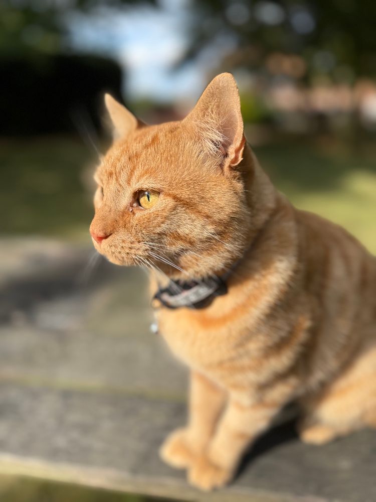 Jones. Last survivor of the Nostromo. Sitting with me outside