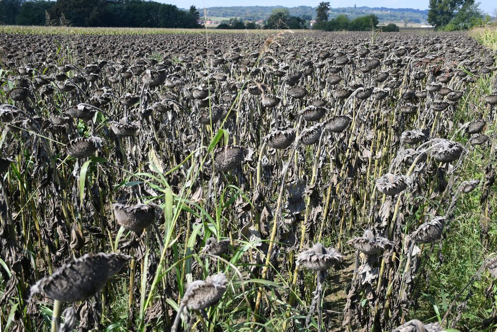 EU tužitelji opisali kako je riječka poduzetnica, nekadašnja kraljica lažnih eko smokava, pokušala maznuti još pola milijuna eura