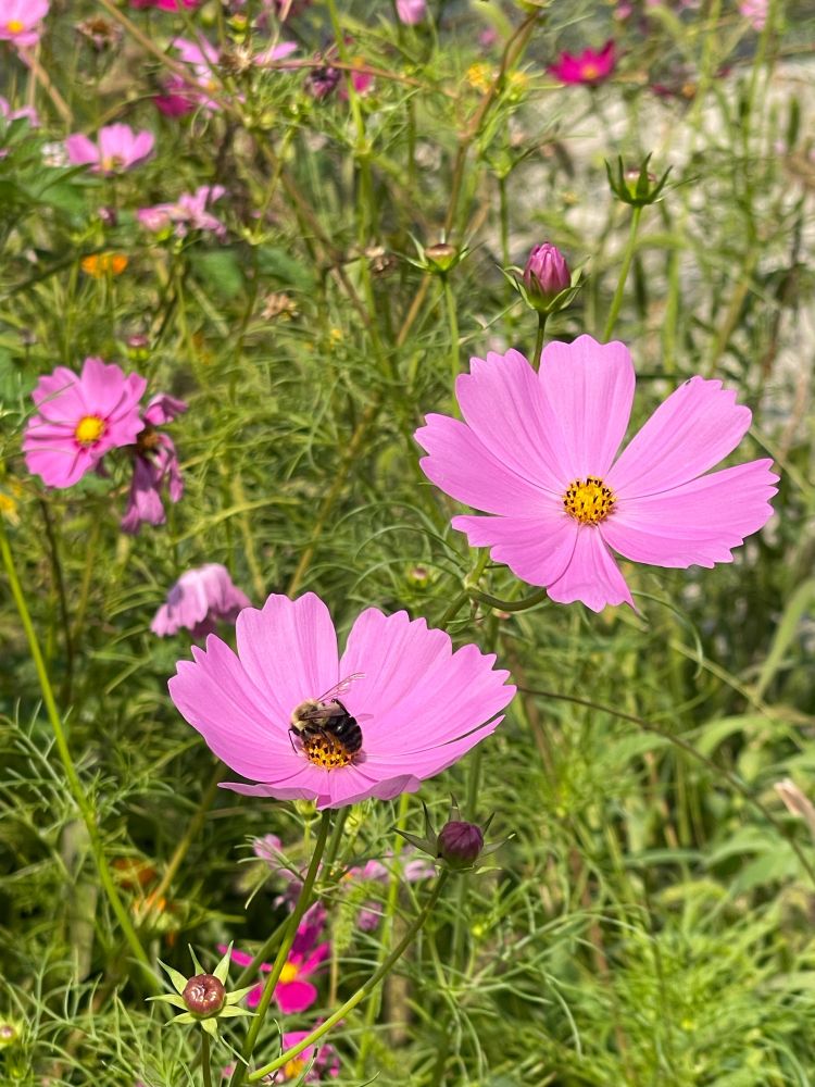 Pink flowers with a bee