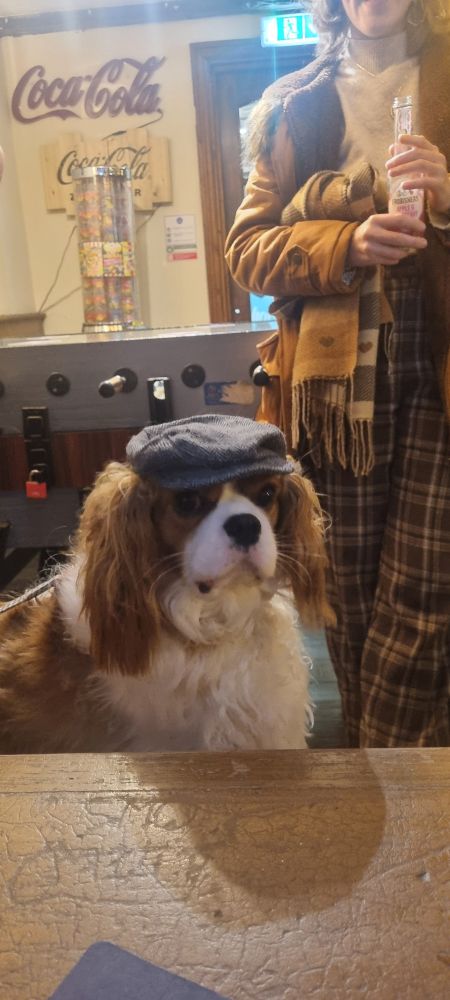 A photograph of a King Charles Cavalier spaniel sitting at a table in our local pub, wearing a small grey flat cap in the style of Peaky Blinders.