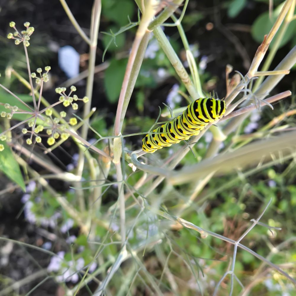 A green and black striped caterpillar with yellow dots on alternating black stripes eats a fennel plant