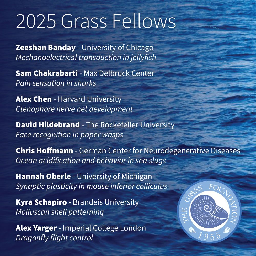 2025 Grass Fellows: 
Zeeshan Banday - University of Chicago
Mechanoelectrical transduction in jellyfish

Sam Chakrabarti - Max Delbruck Center
Pain sensation in sharks

Alex Chen - Harvard University
Ctenophore nerve net development

David Hildebrand - The Rockefeller University
Face recognition in paper wasps

Chris Hoffmann - German Center for Neurodegenerative Diseases
Ocean acidification and behavior in sea slugs

Hannah Oberle - University of Michigan
Synaptic plasticity in mouse inferior colliculus

Kyra Schapiro - Brandeis University
Molluscan shell patterning

Alex Yarger - Imperial College London
Dragonfly flight control