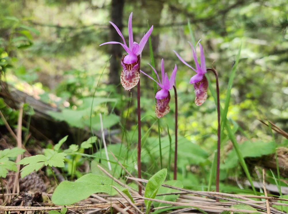 Three hot pink Calypso orchids (Calypso bulbosa) growing together on a bed of pine needles