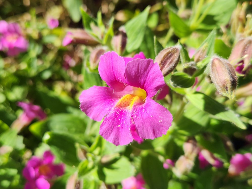 A hot pink Lewis's monkeyflower bloom