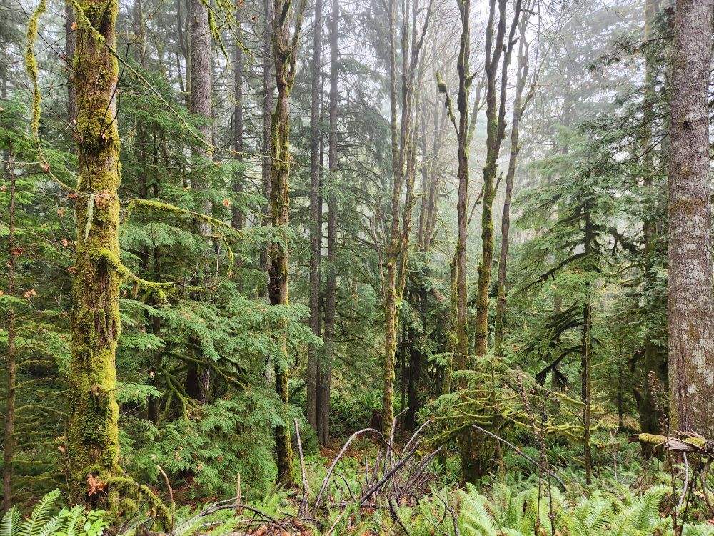 Foggy forest scene with sword ferns, moss- and lichen-coated tree trunks, and splayed branches of hemlock and cedar.