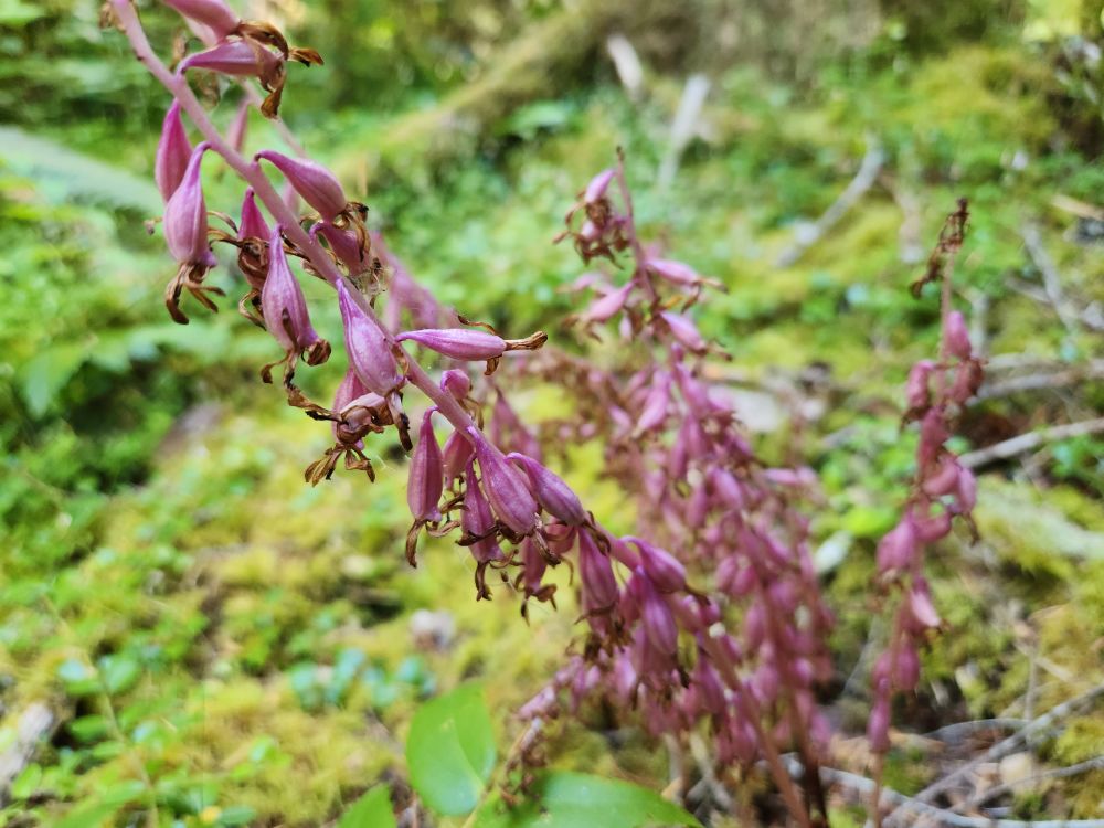 Pink Pacific coralroot (Corallorhiza mertensiana) stalks. The flowers are wilted but the ovaries(?) still hang from the stem.