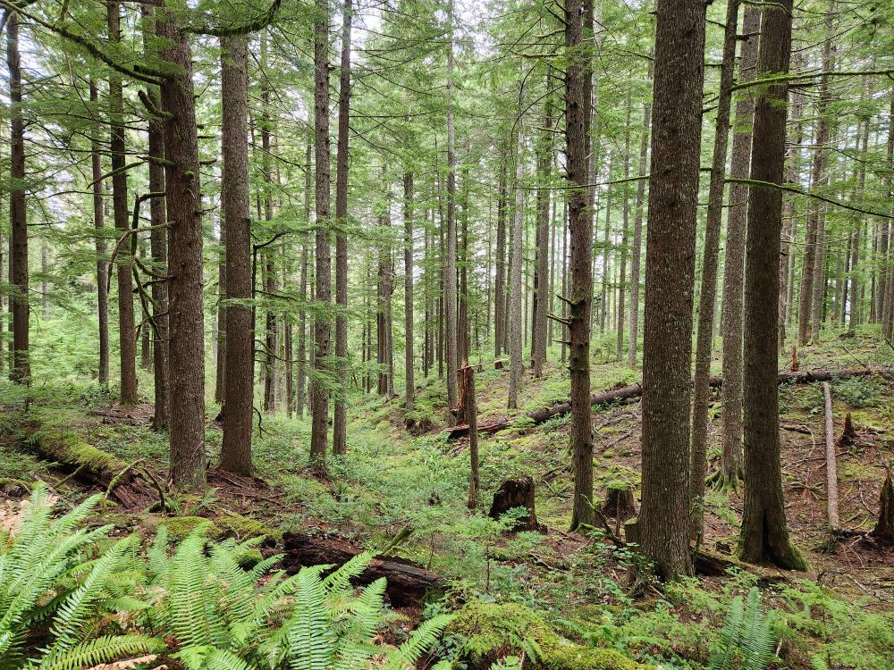 More open yet still very green conifer forest with sword ferns.