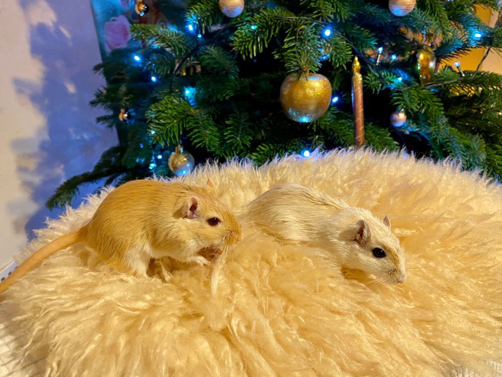 Two gerbils venture forth into Christmasland. 