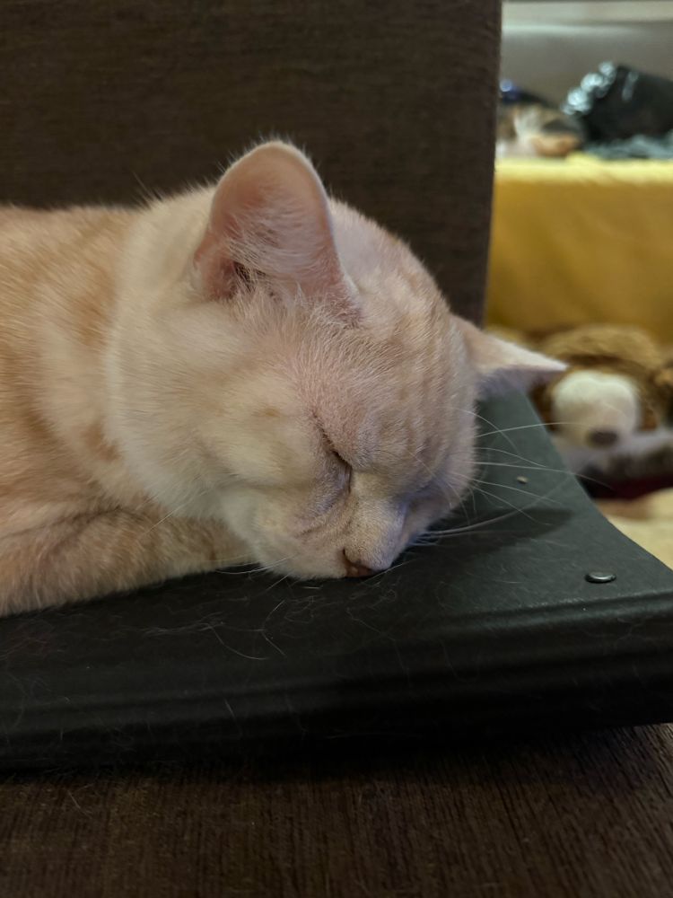 Cream colored cat sleeping on sofa.