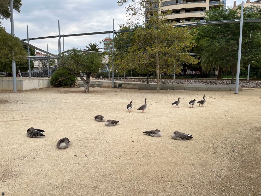 Greylag geese (Anser anser) in the park. Some are sleeping.