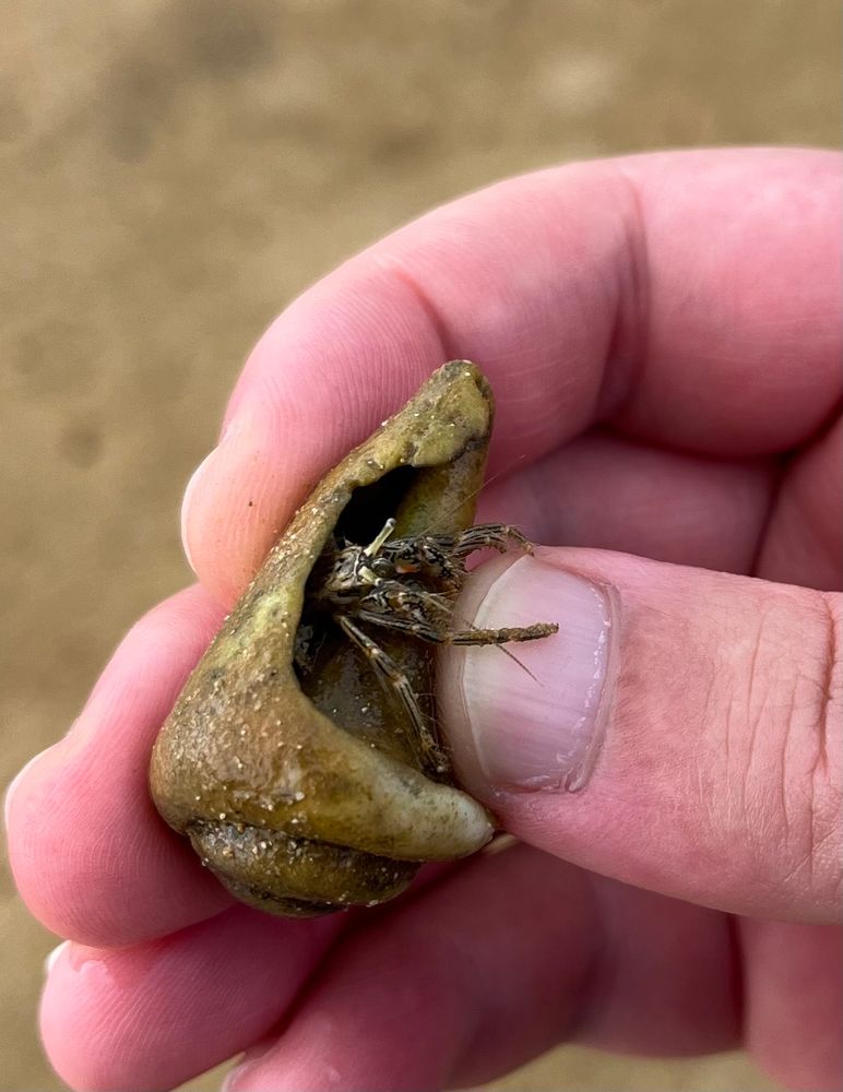 A ribbed hermit crab (Clibanarius striolatus) in a broken conch shell. Species ID by iNaturalist.