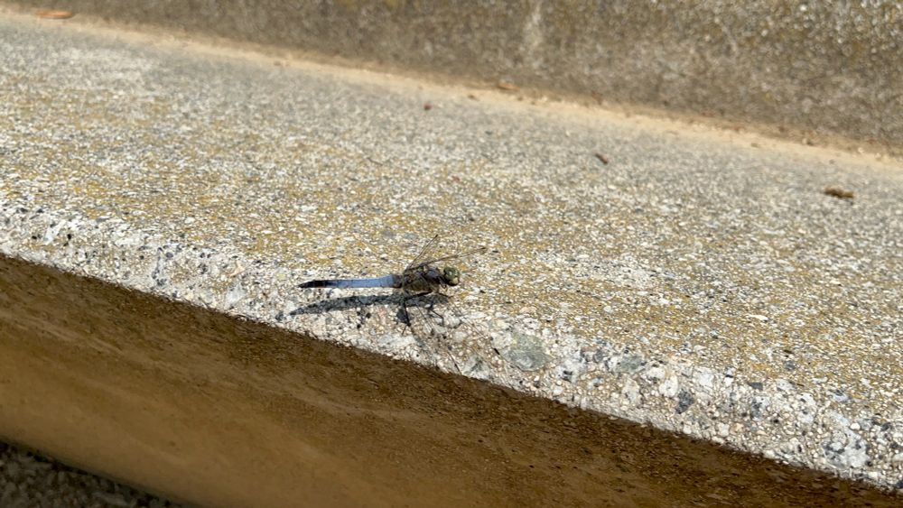 A black-tailed skimmer (Orthetrum cancellatum).