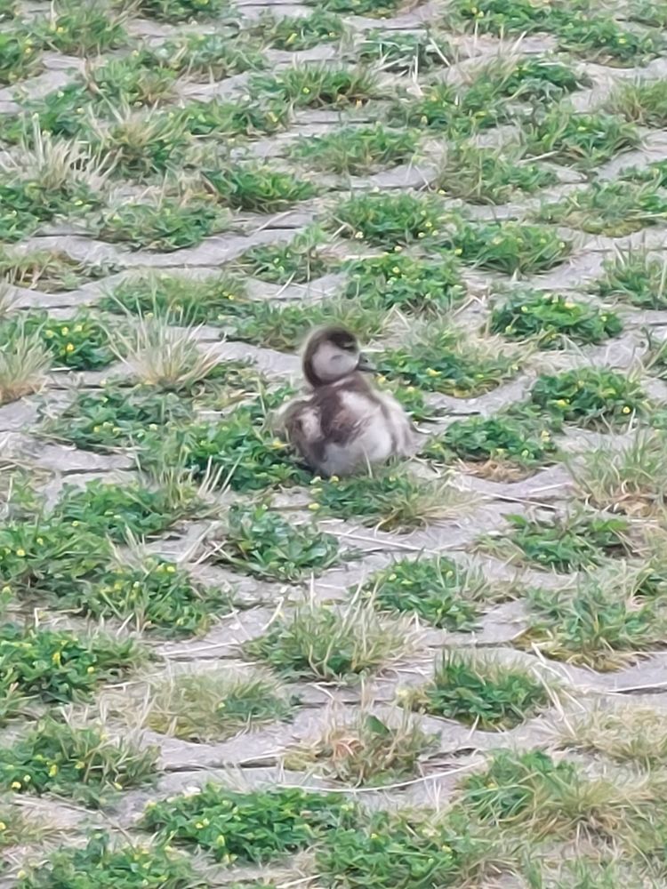 Ein Nilgansküken sitzt auf Grasflecken,schaut dabei Links.