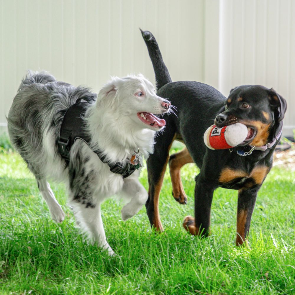 Bokeh and Roxie