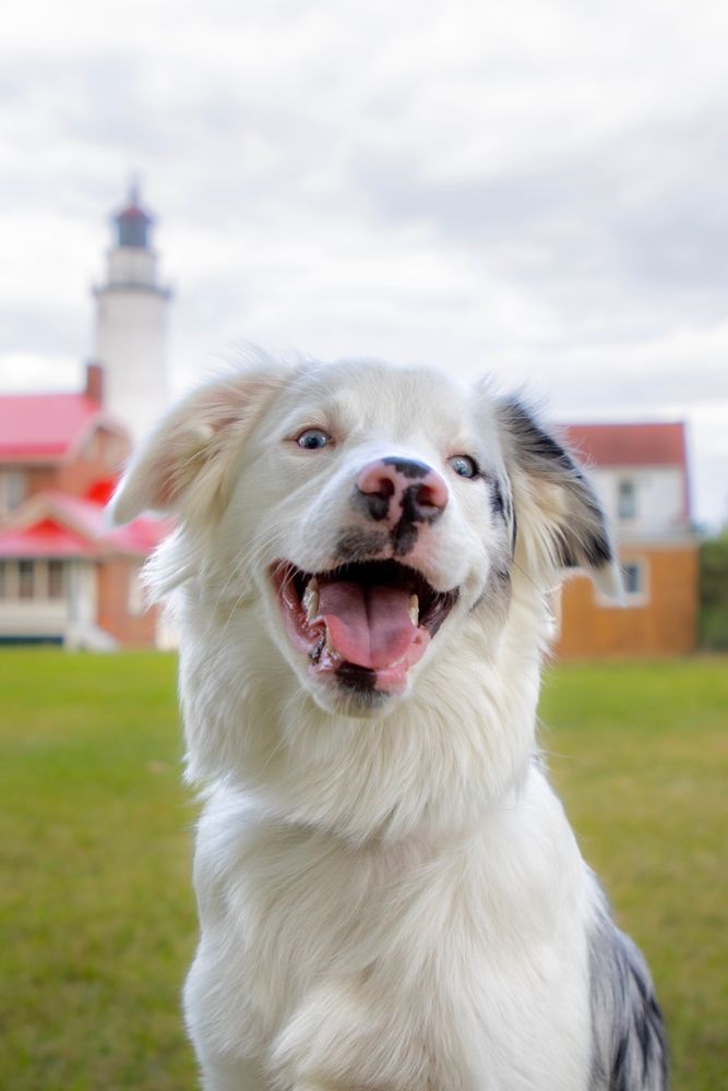 Bokeh // 1 year old deaf double Merle Australian Shepard