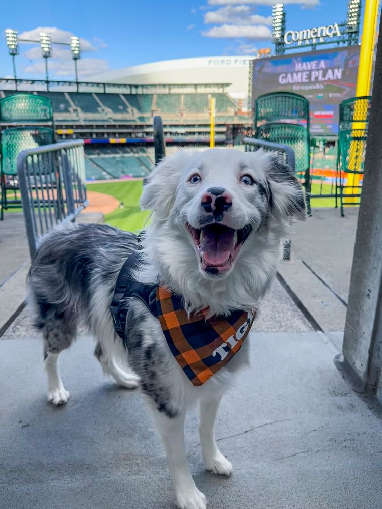 Bark in the Park // Comerica Park