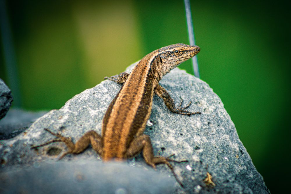 Lizard // 2022