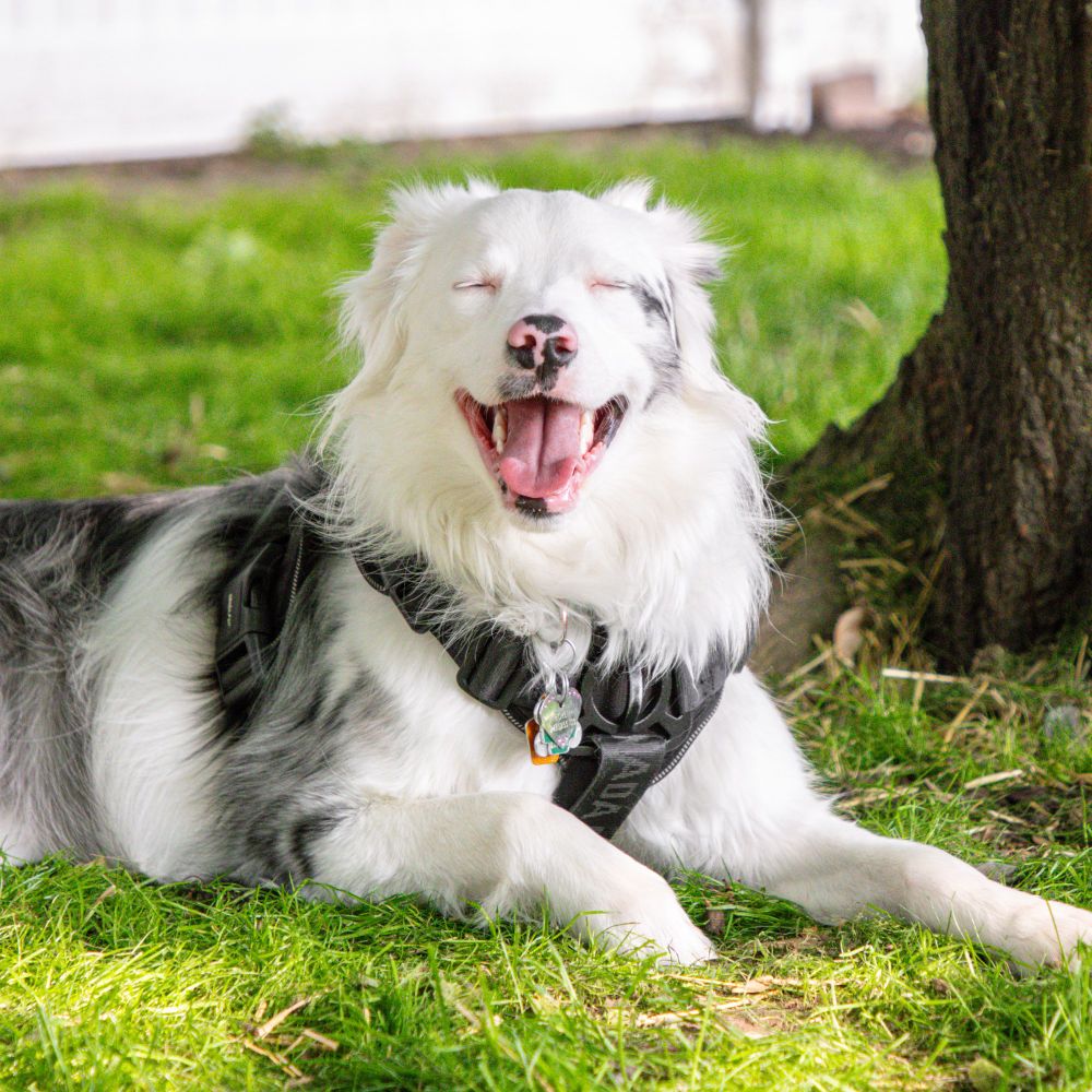 She’s deaf but always knows bullshit when she sees it #NoKings