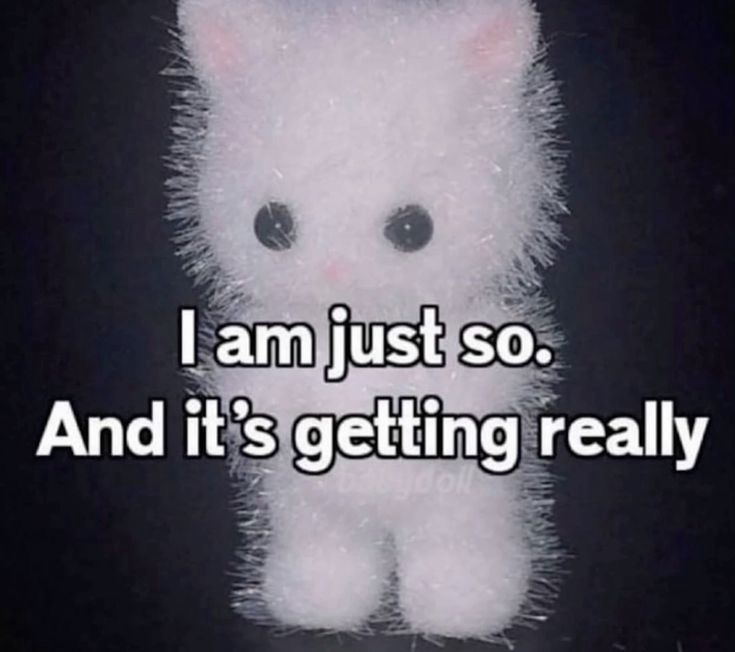 A picture of a kitty with the text “I am just so. And it’s getting really.”