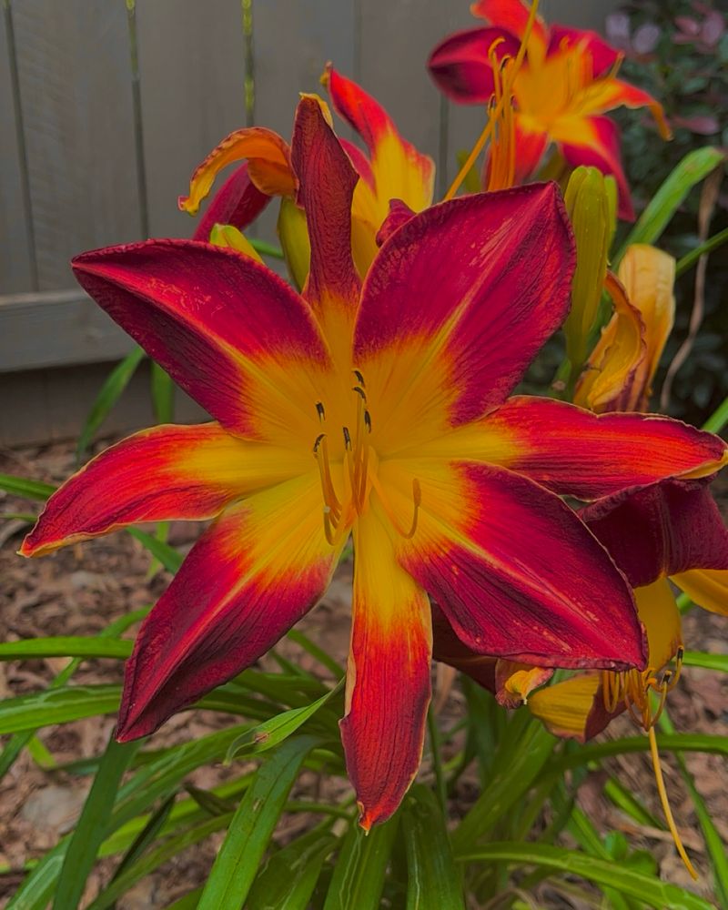 A picture of a vibrant orange & yellow hibiscus flower